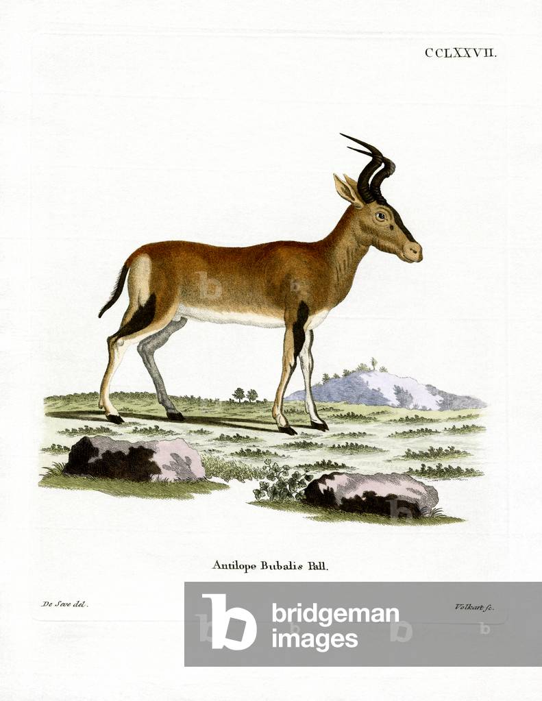 Hartebeest (coloured engraving)