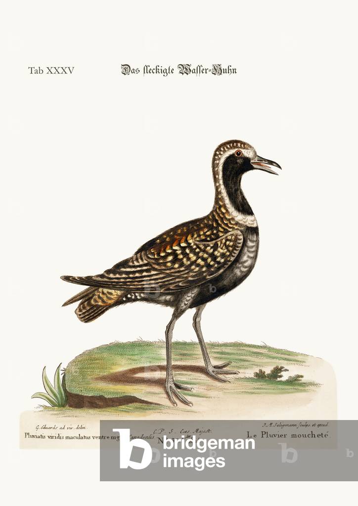 The Spotted Plover, 1749-73 (coloured engraving)