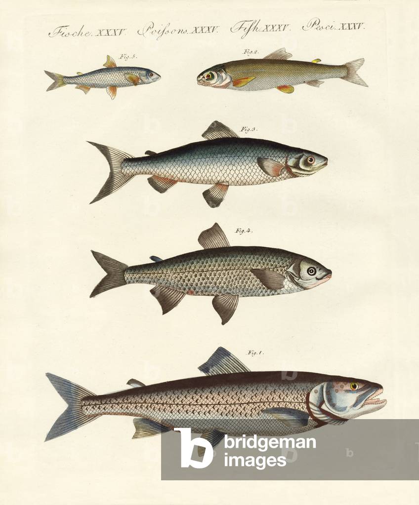 German river fish (coloured engraving)