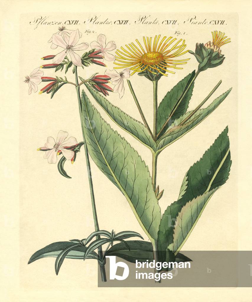 Medical plants (coloured engraving)