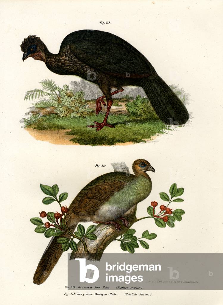 Purple Guan, 1864 (colour litho)