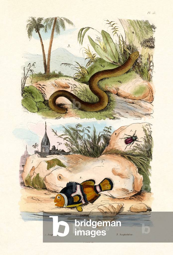 Orange Clownfish, 1833-39 (coloured engraving)