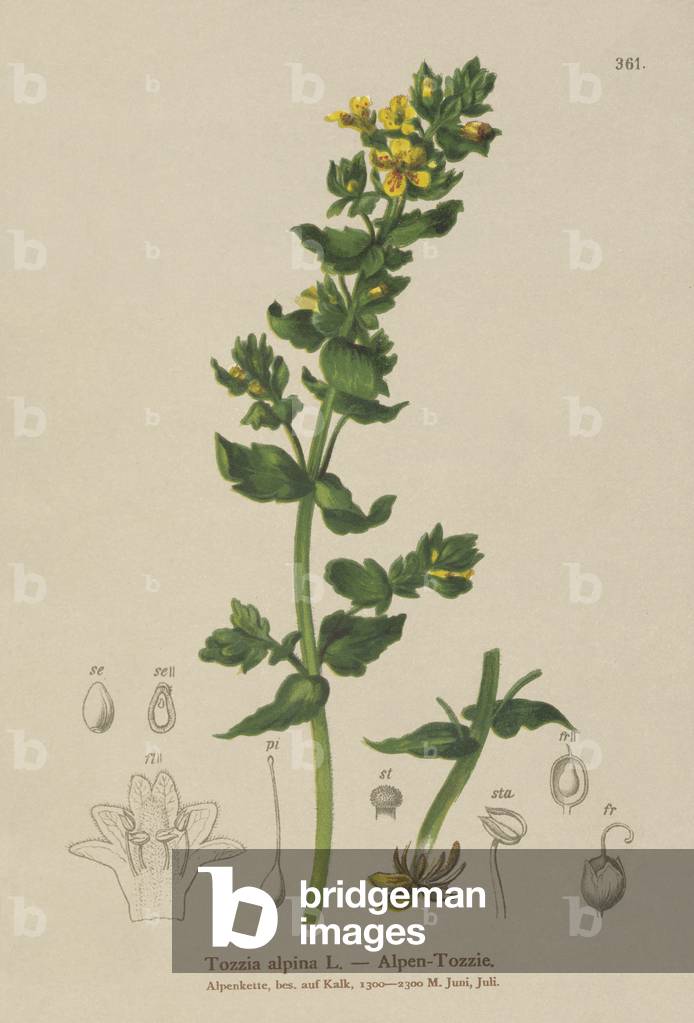 Tozzia (Tozzia alpina) (colour litho)