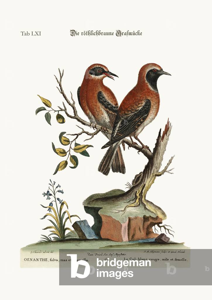 The red or russet-coloured Wheat-Ear, 1749-73 (coloured engraving)
