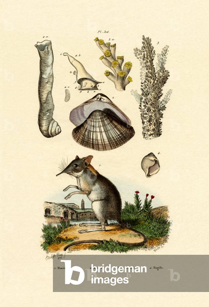 Shrew, 1833-39 (coloured engraving)