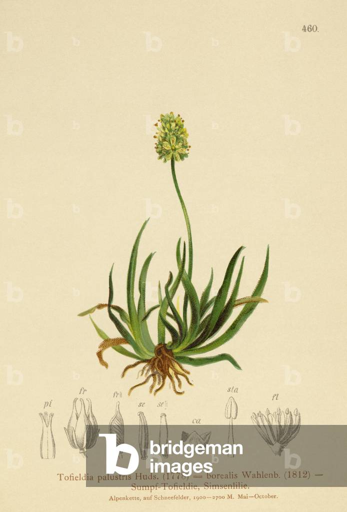 Scottish Asphodel  (Tofieldia calyculata, Tofieldia palustris, Tofieldia borealis, Tofieldia pusilla) (colour litho)