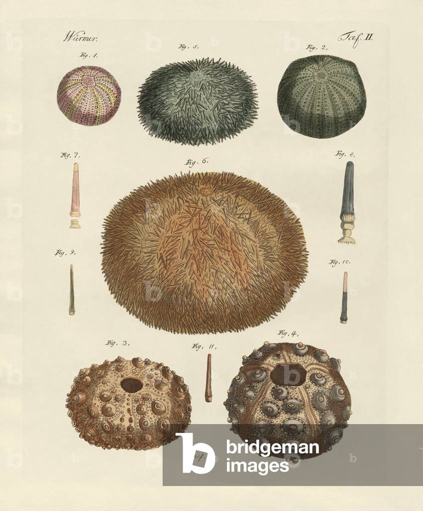 Sea hedgehog (coloured engraving)