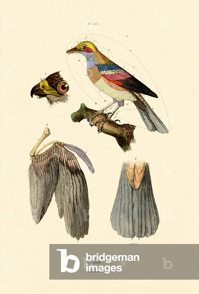 Birds, 1833-39 (coloured engraving)