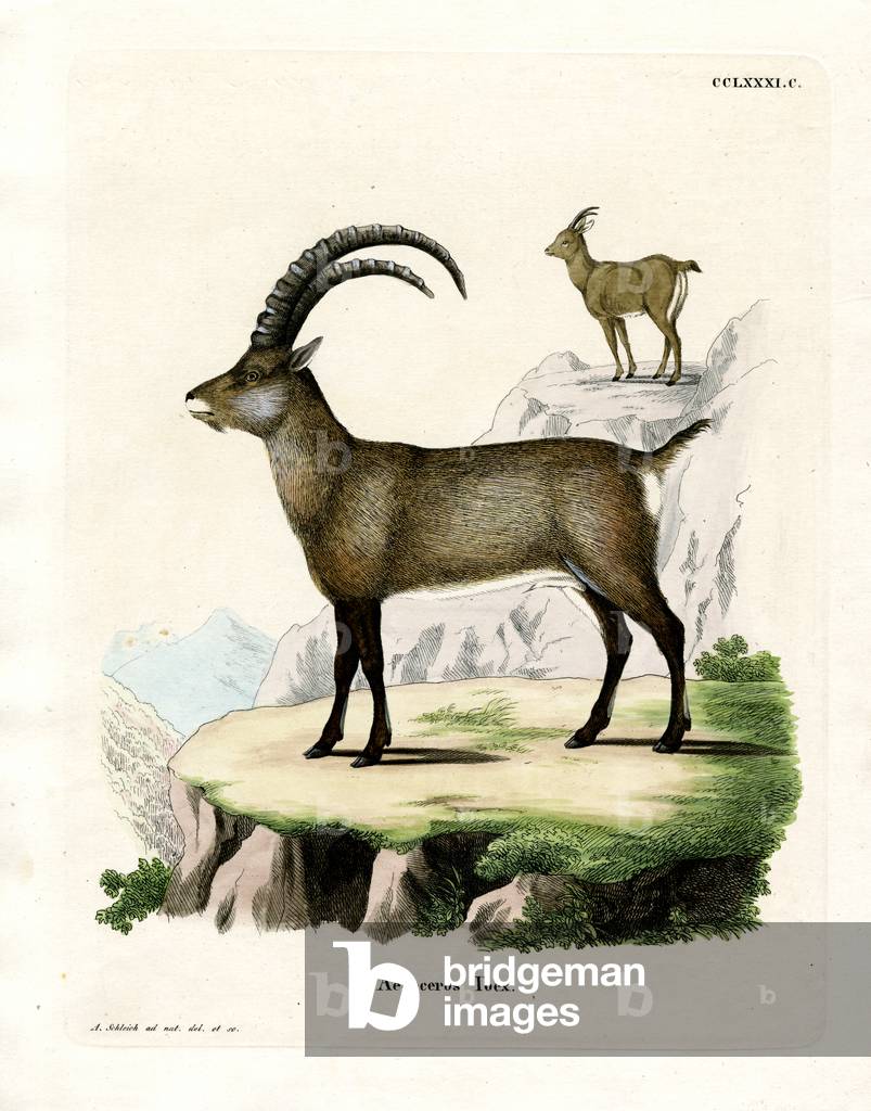 Alpine Ibex (coloured engraving)