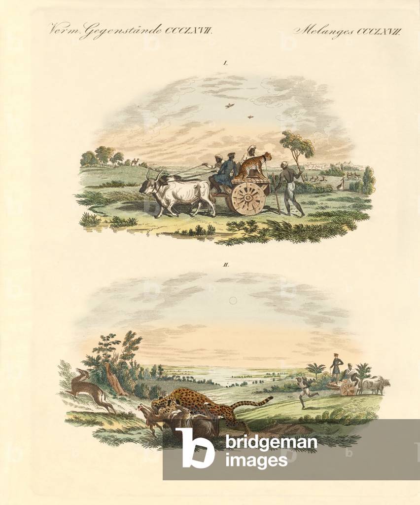 Antelopes hunting with leopards (coloured engraving)