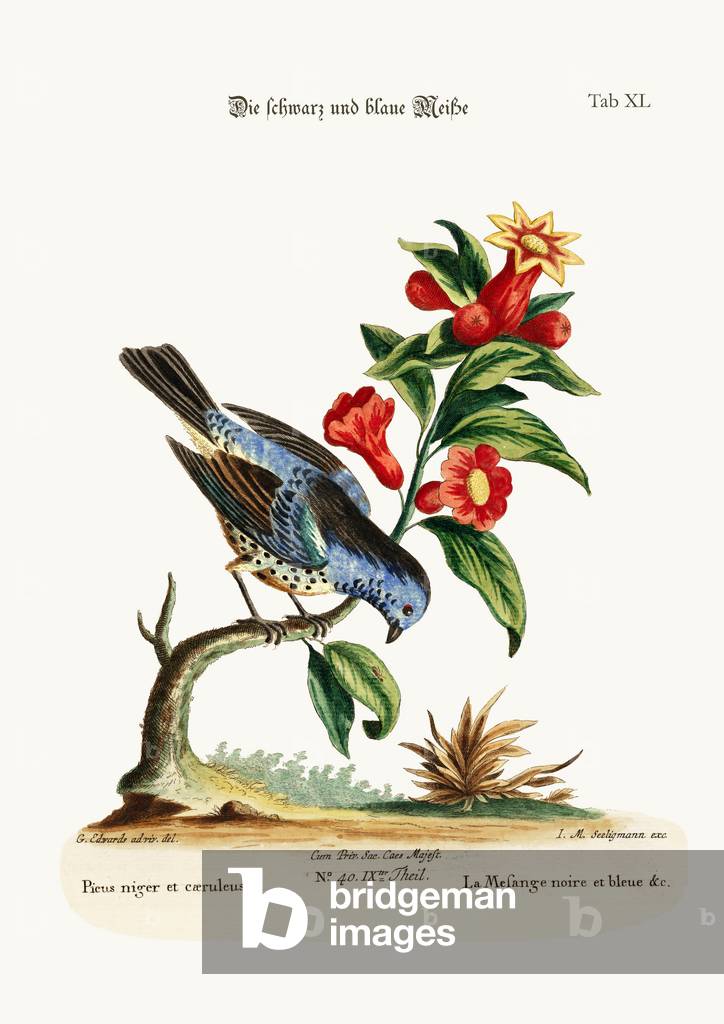 The Black and Blue Tit-mouse, 1749-73 (coloured engraving)