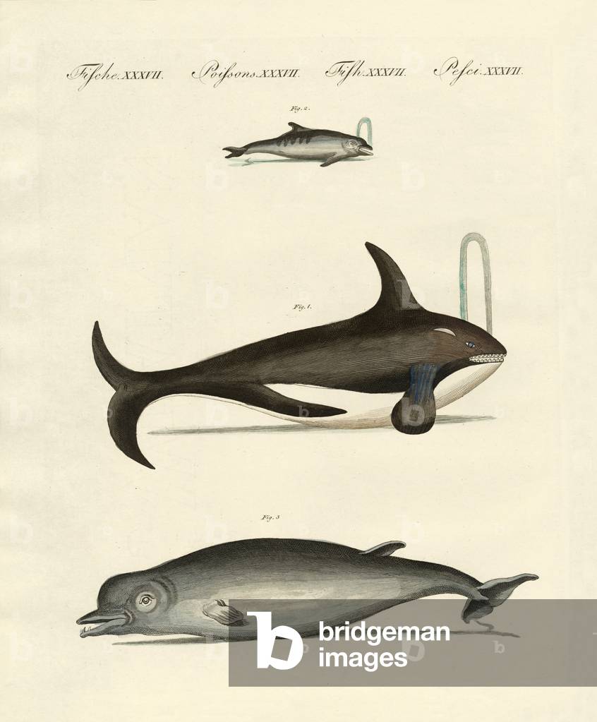 Whales and dolphins (coloured engraving)