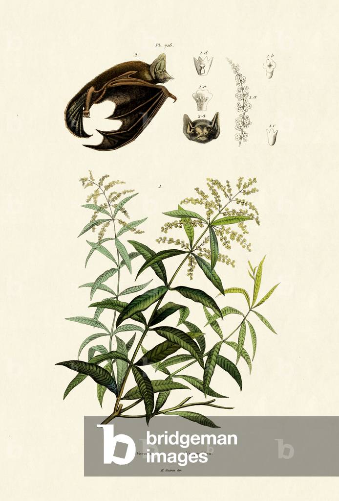 Lemongras, 1833-39 (coloured engraving)