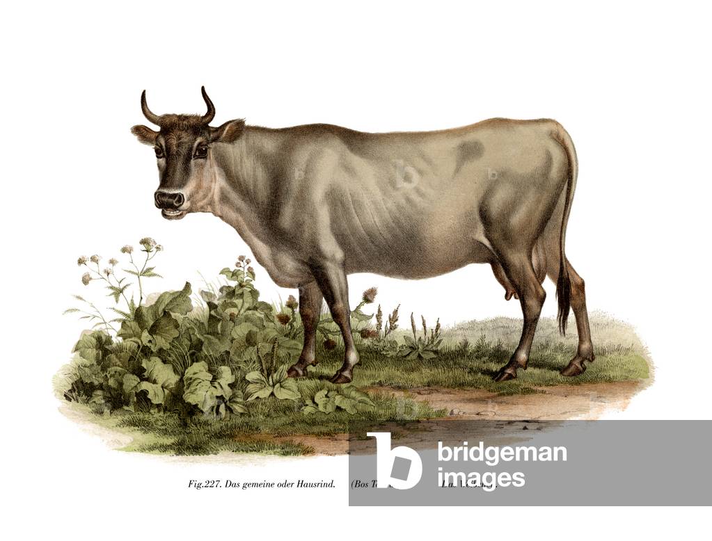 European cattle, 1860 (colour litho)