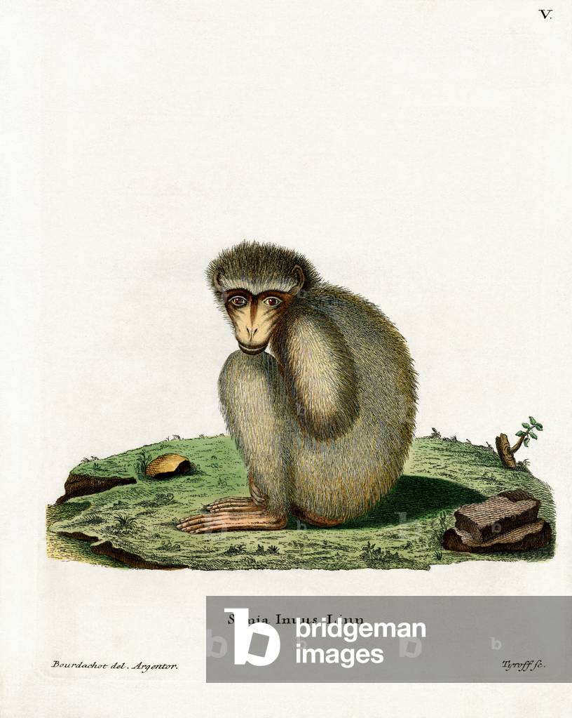 Barbary Ape (coloured engraving)
