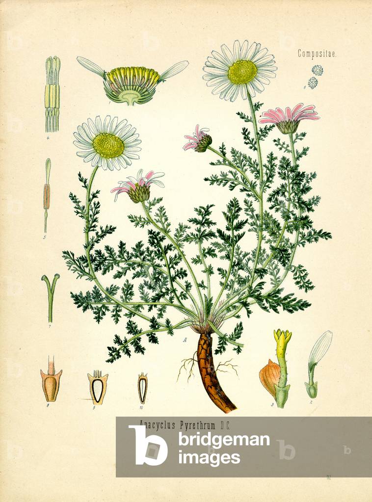Pyrethrum (colour litho)