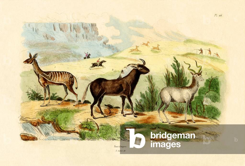 Antelopes, 1833-39 (coloured engraving)