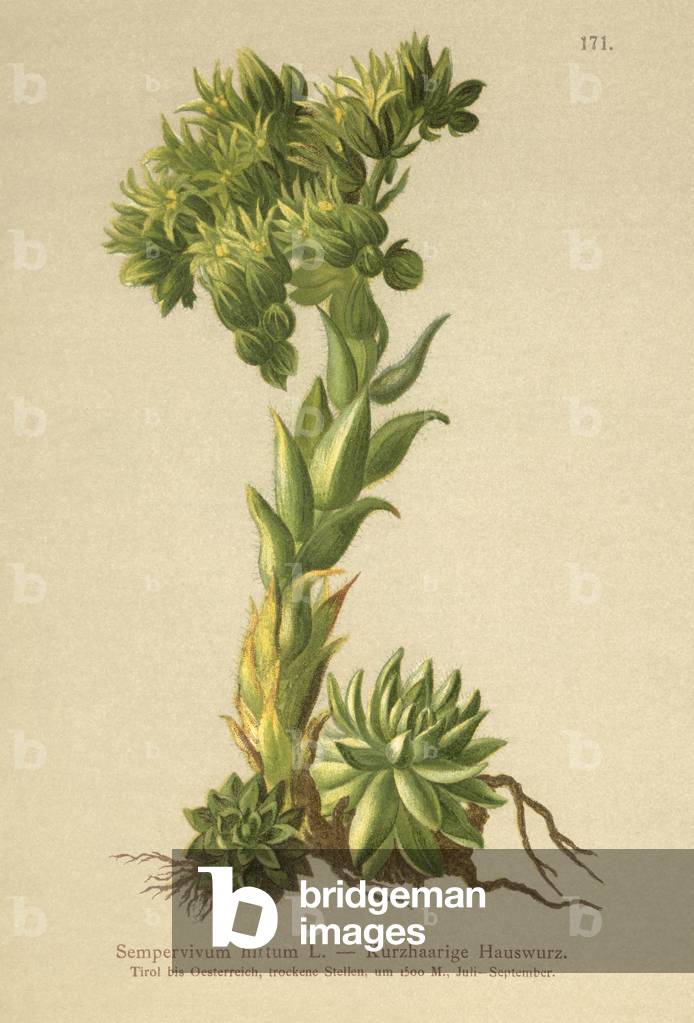 Allionii Houseleek (Sempervivum hirtum, Jovibarba hirta) (colour litho)