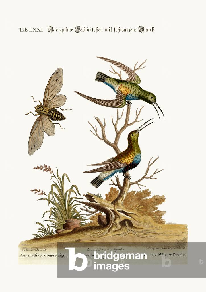 The black-bellied green Hummingbird, 1749-73 (coloured engraving)