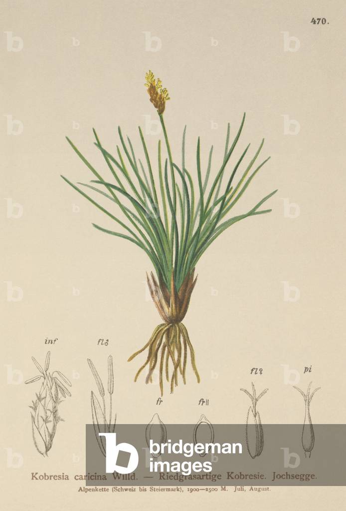 False Sedge (Kobresia simpliciuscula, Kobresia caricina) (colour litho)