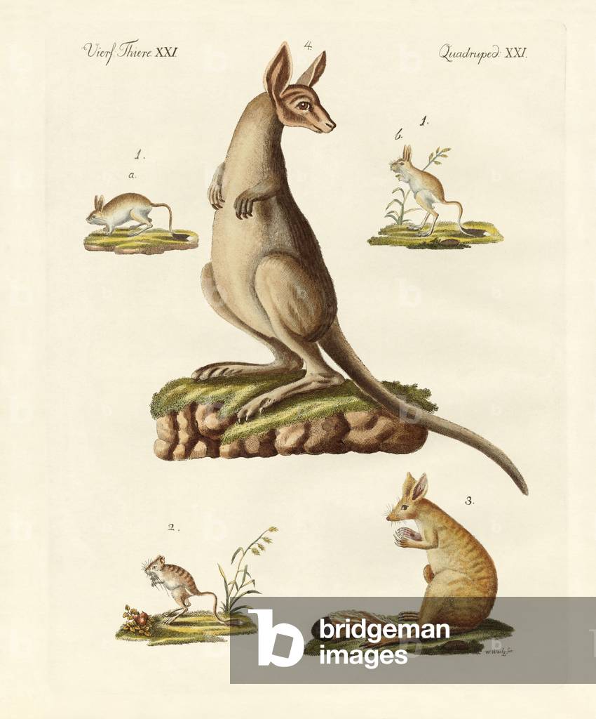 Jumpers (coloured engraving)