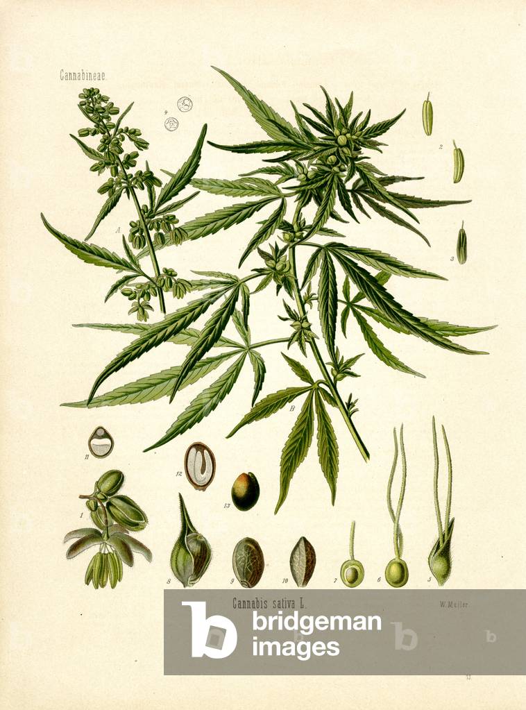 Hemp (colour litho)