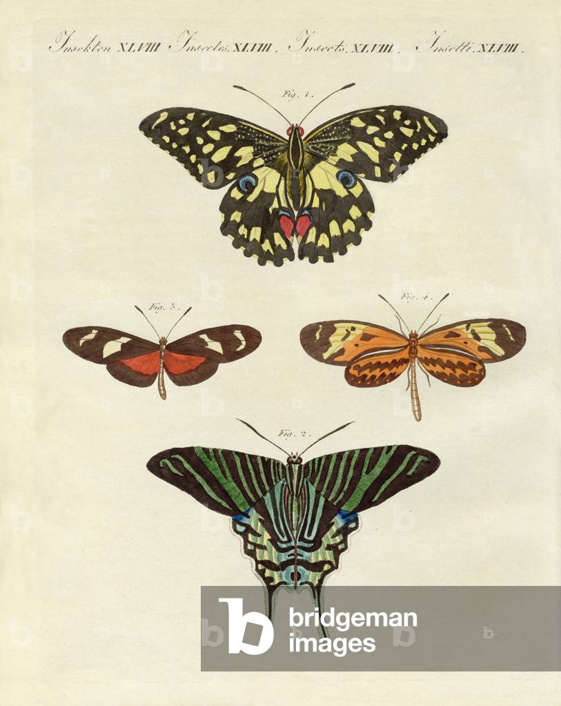 Beautiful foreign butterflies (coloured engraving)