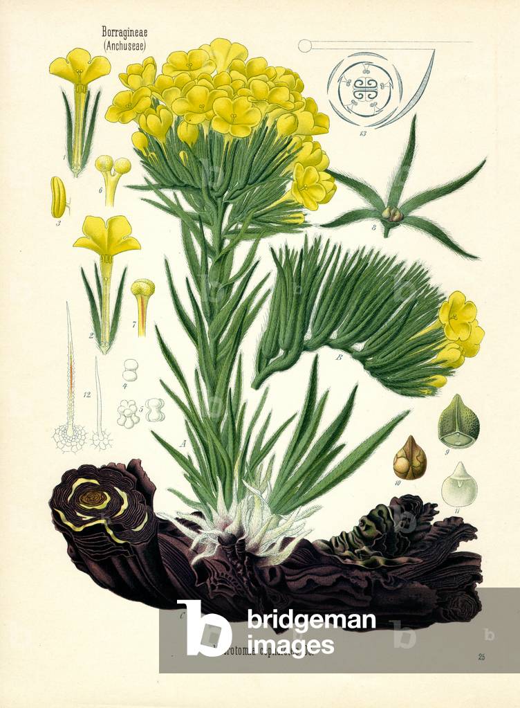 Macrotomia Cephalotes (colour litho)