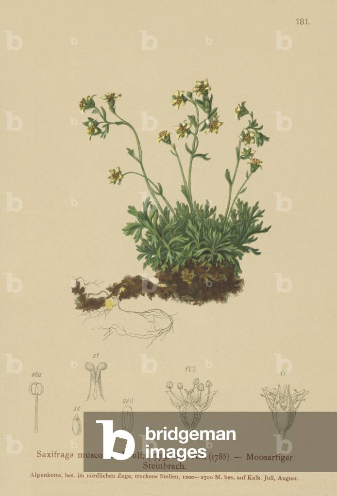Mossy Rockfoil (Saxifraga muscoides) (colour litho)
