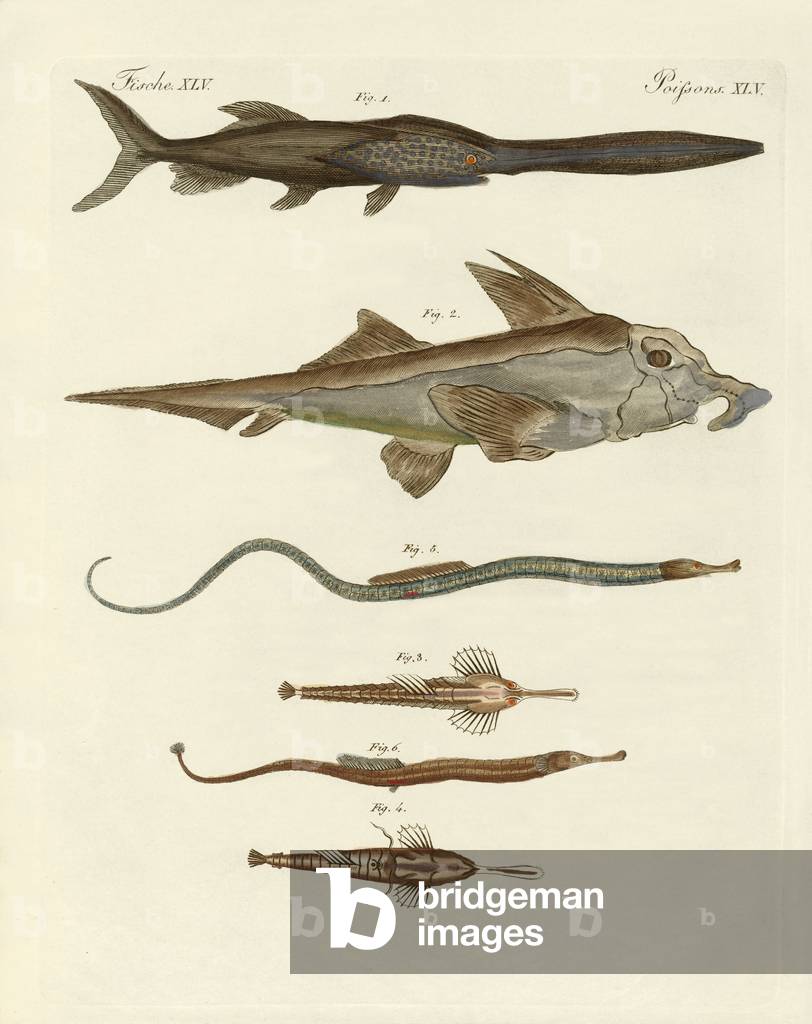 Strange cartilageous fish (coloured engraving)