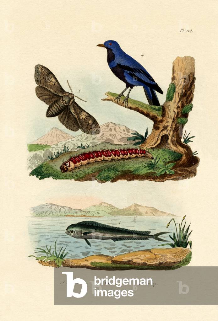Dolphinfish, 1833-39 (coloured engraving)