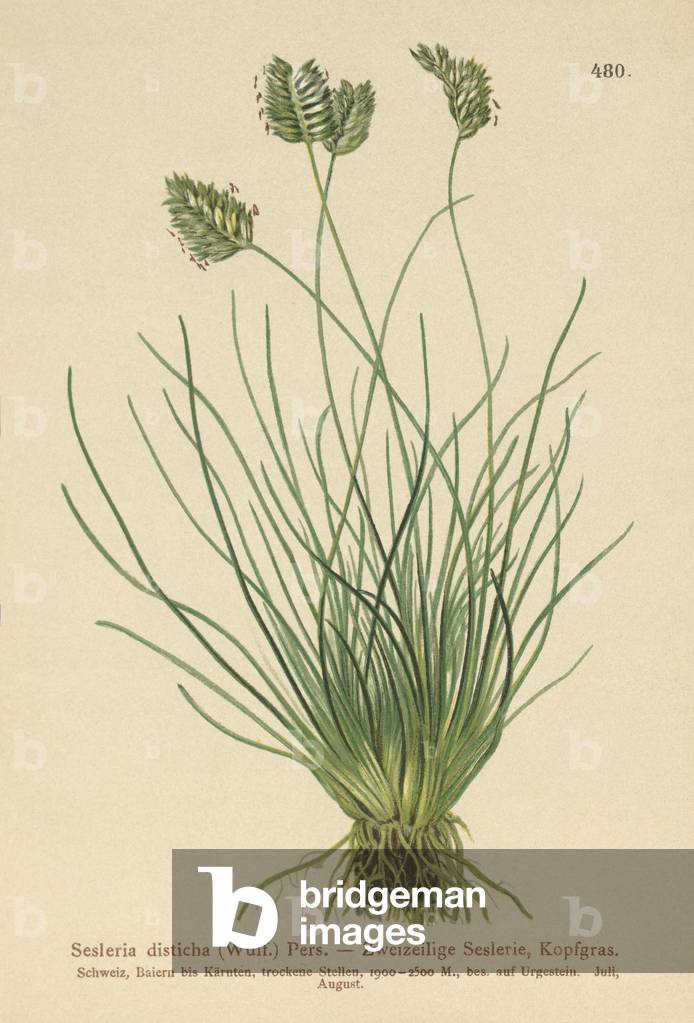 Sesleria (Sesleria disticha, Oreochloa disticha) (colour litho)