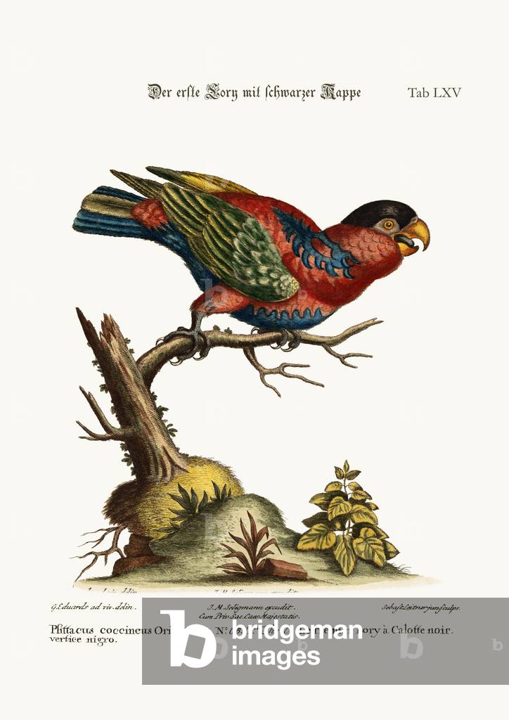 The first Black-capped Lory, 1749-73 (coloured engraving)