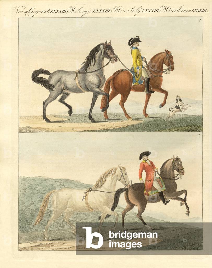 The horse with its different kinds (coloured engraving)