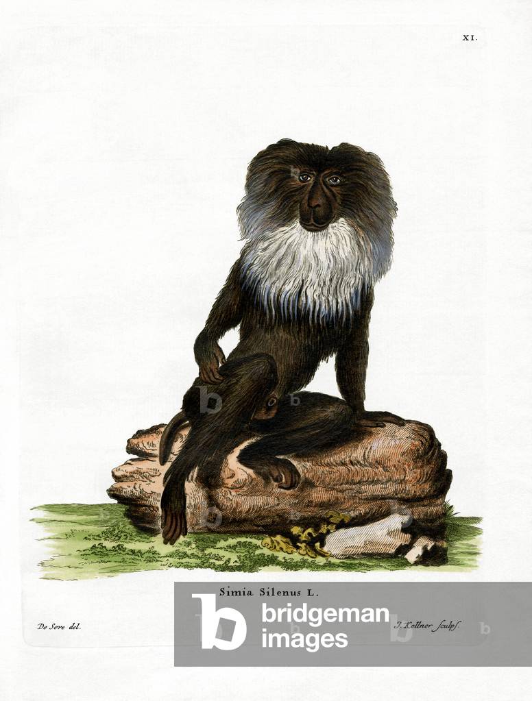Lion-tailed Macaque (coloured engraving)