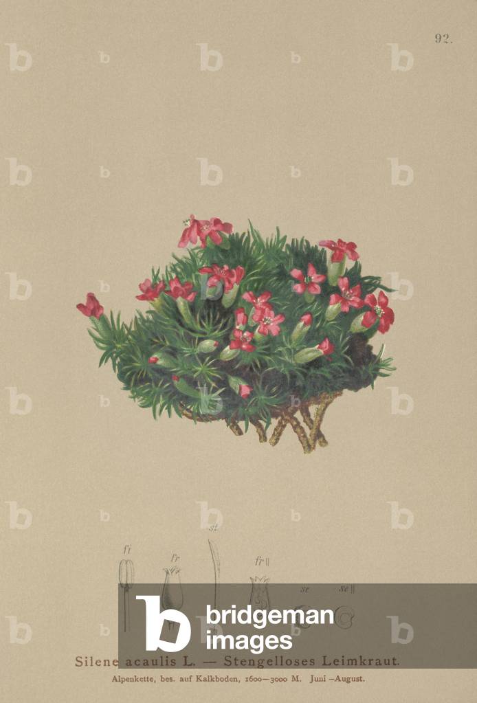 Moss Campion (Silene acaulis) (colour litho)
