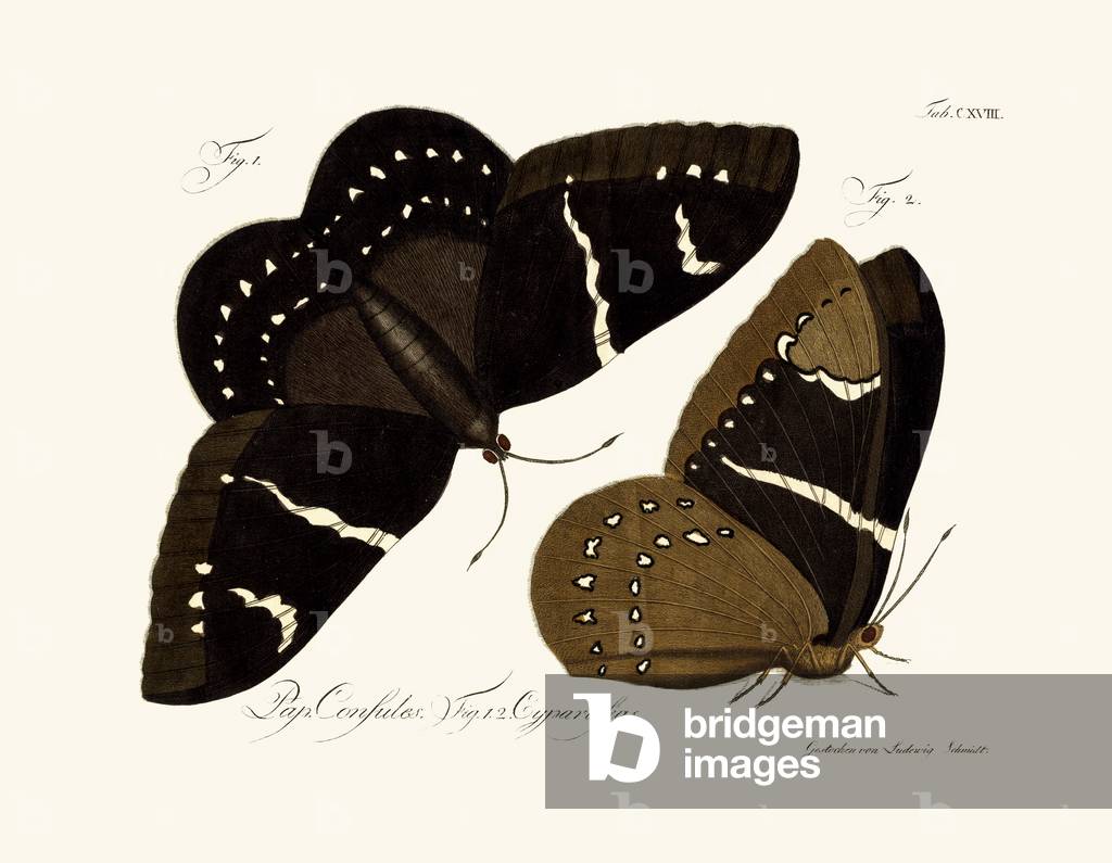 Butterflies, 1783-1806 (coloured engraving)