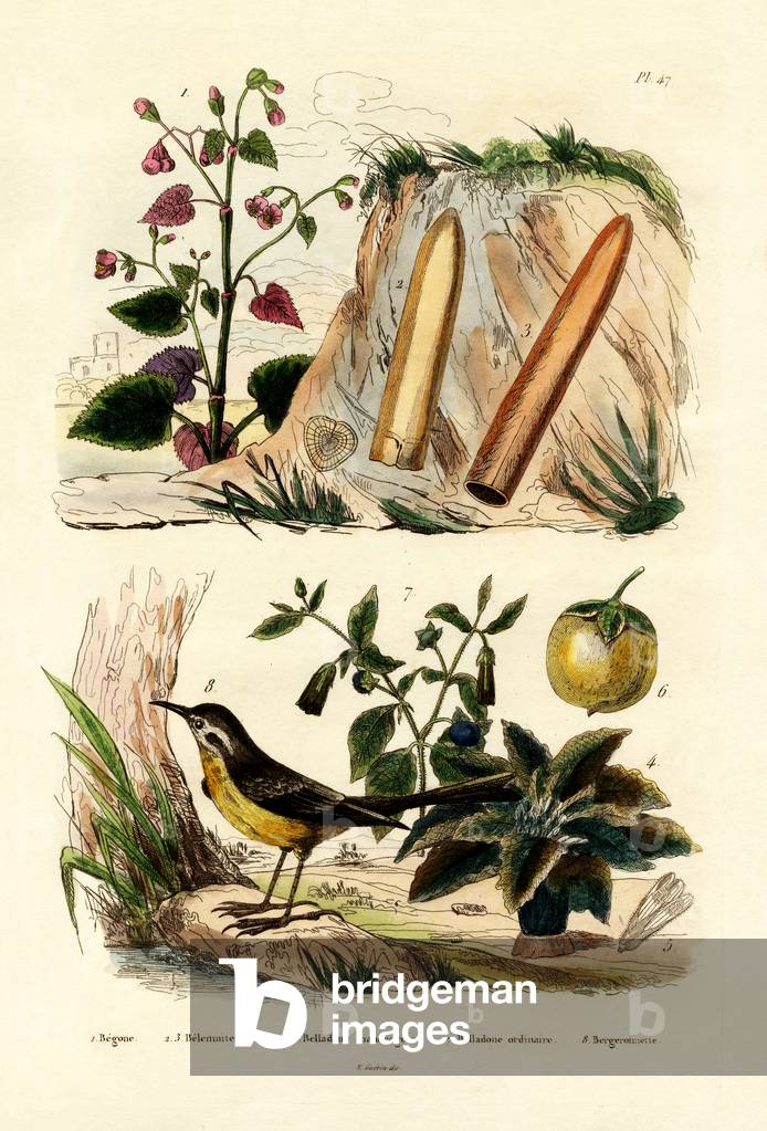 Begonia, 1833-39 (coloured engraving)
