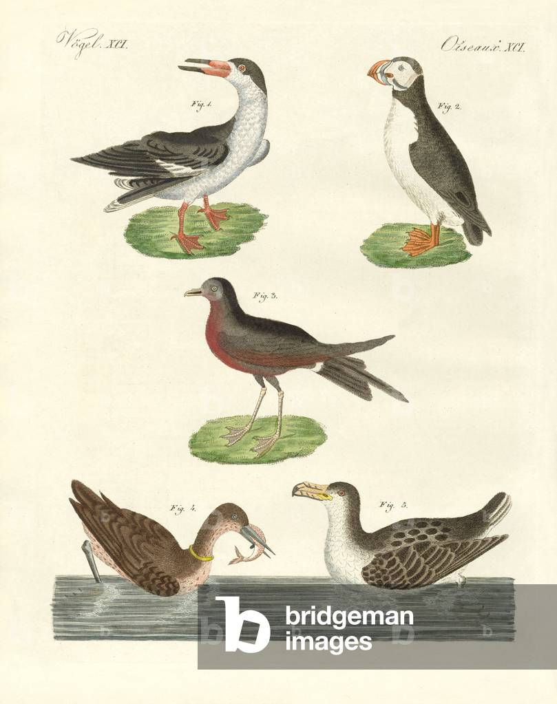 Strange waterbirds (coloured engraving)