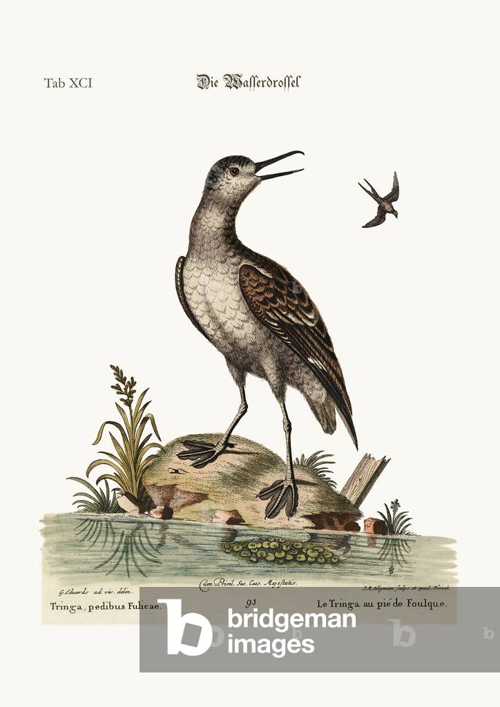 The coot-footed Tringa, 1749-73 (coloured engraving)