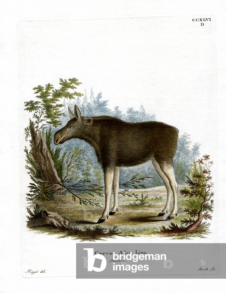 Moose (coloured engraving)