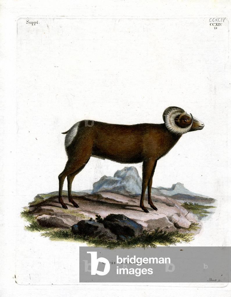 Bighorn Sheep (coloured engraving)