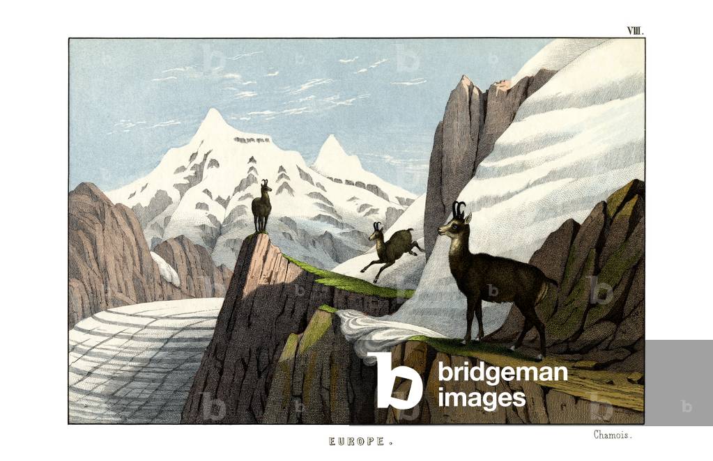 Chamois, 1860 (colour litho)
