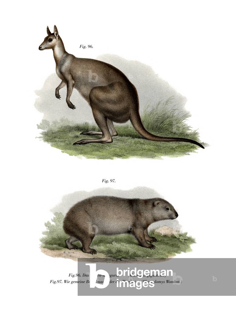 Eastern Grey Kangaroo, 1860 (colour litho)