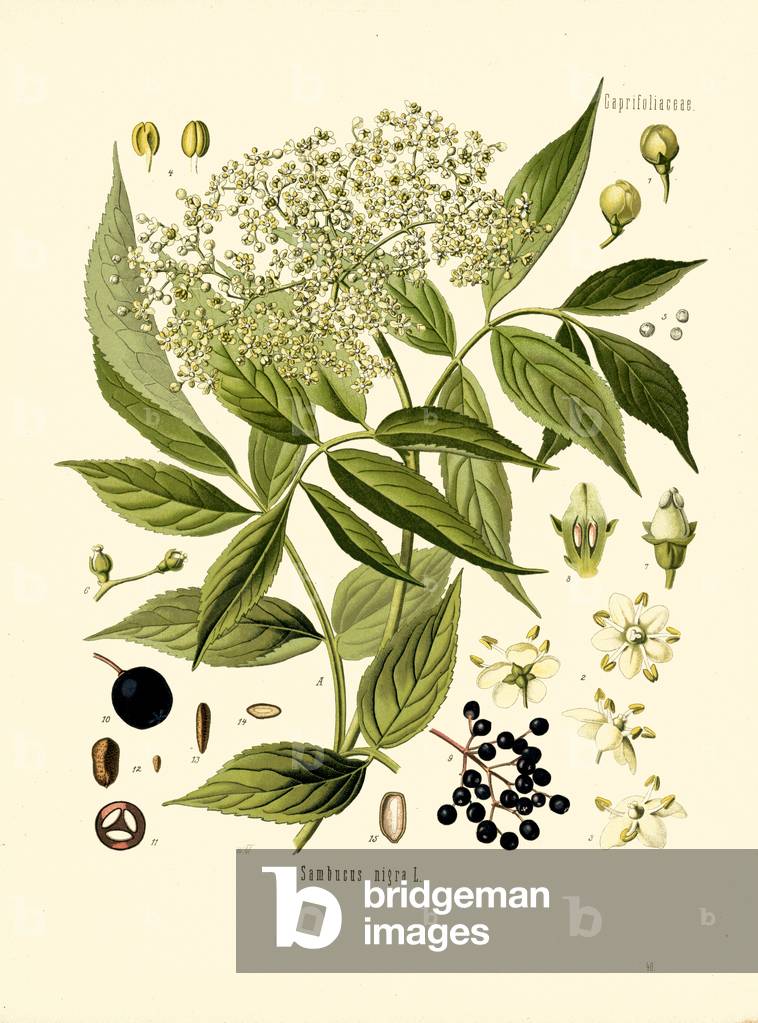 Elder Bore Tree (colour litho)