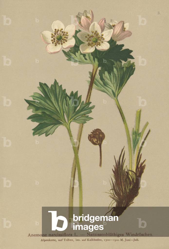 Narcissus-flowering Anemone (Anemone narcissiflora) (colour litho)