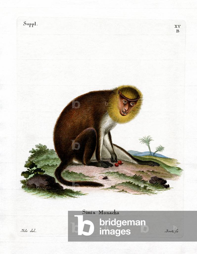 Monk Saki (coloured engraving)