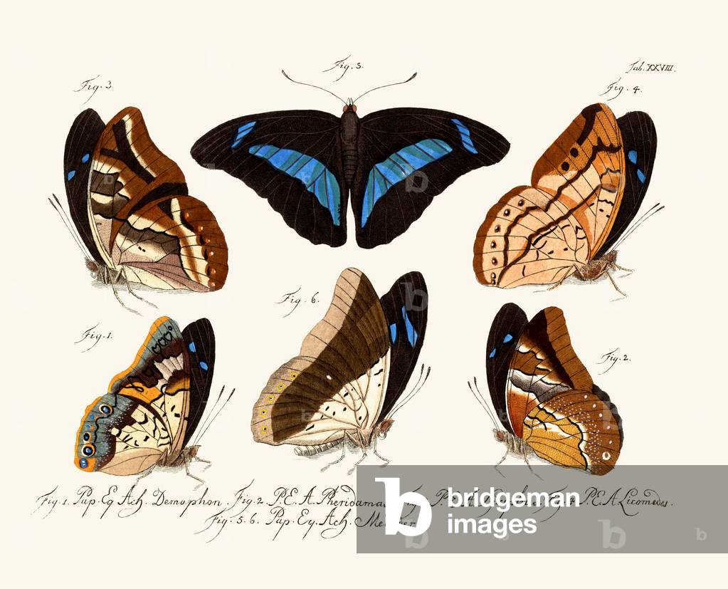 Butterflies, 1783-1806 (coloured engraving)