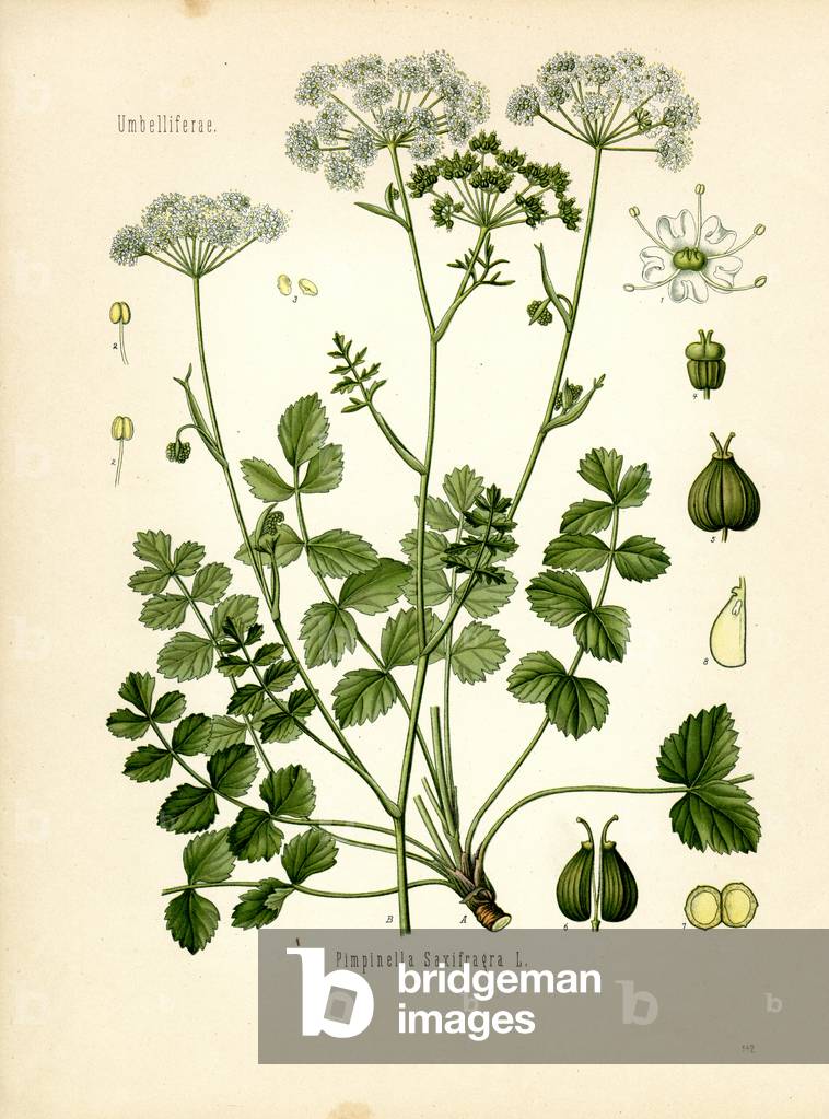 Burnet Saxifrage (colour litho)