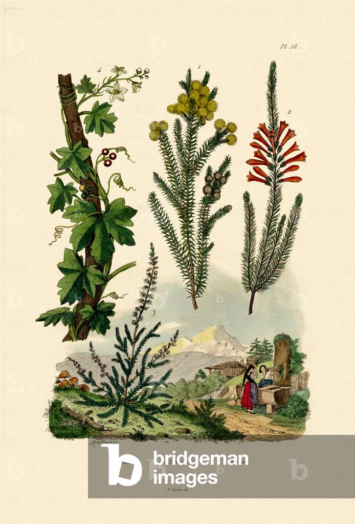 Coffee Bush, 1833-39 (coloured engraving)